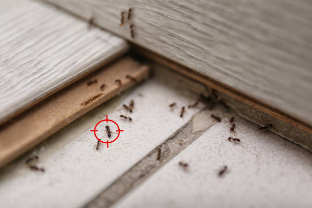 Best Flea Control Services  in Energy, IL