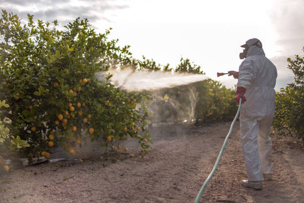 Best Insect Control  in Energy, IL