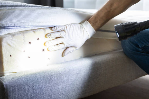 Best Insect Control  in Energy, IL