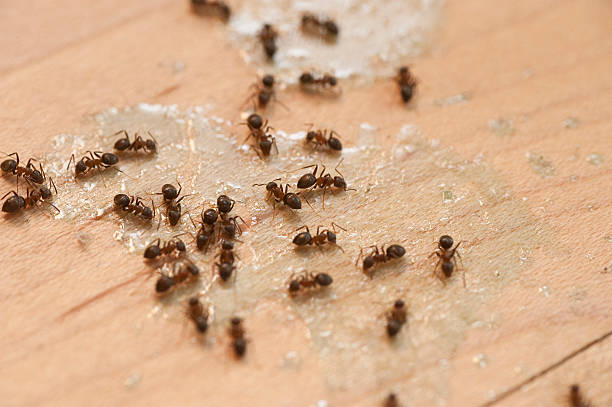 Best Affordable Pest Control Services  in Energy, IL